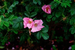 Buskros 'Fru Dagmar Hastrup' Barrotad><noscript><img width=