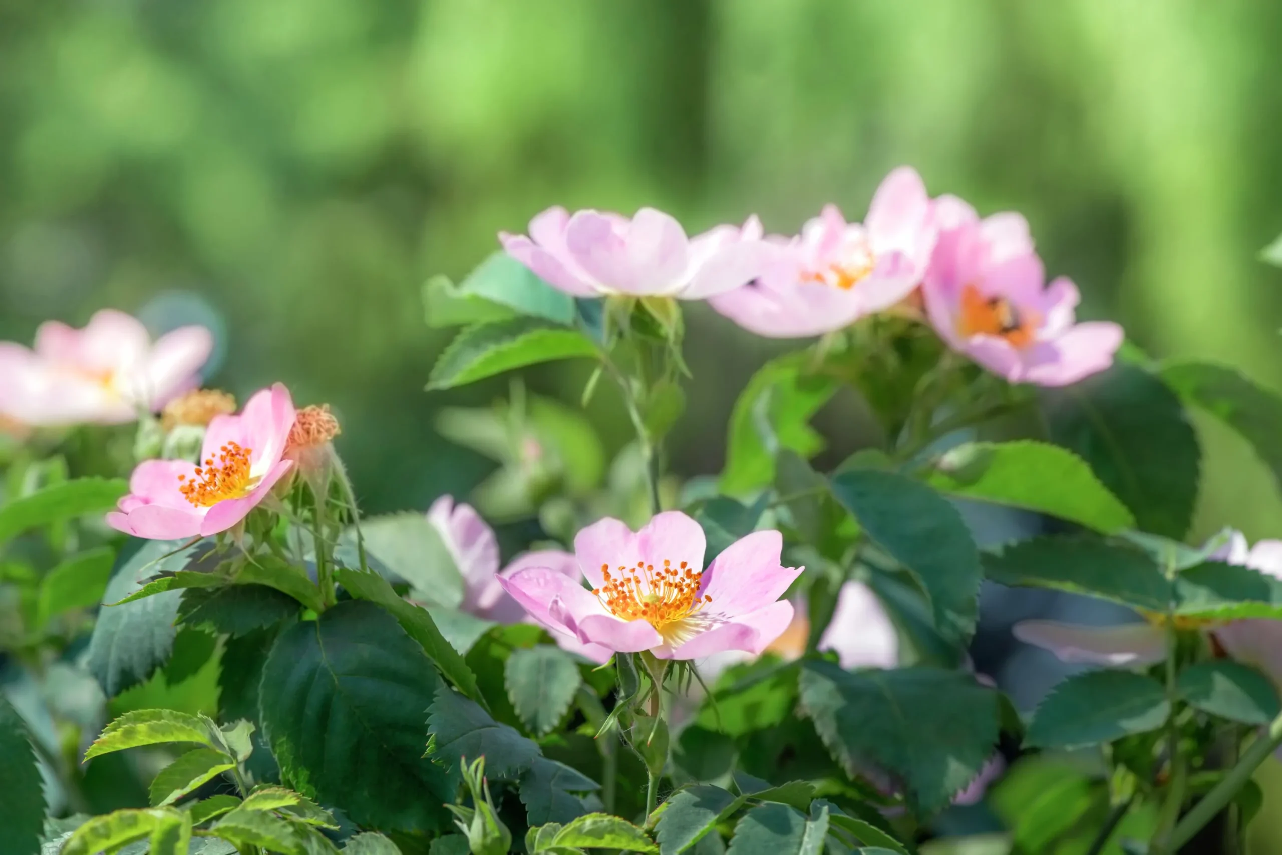 Buskros 'Fru Dagmar Hastrup' Barrotad>Omnia garden Online