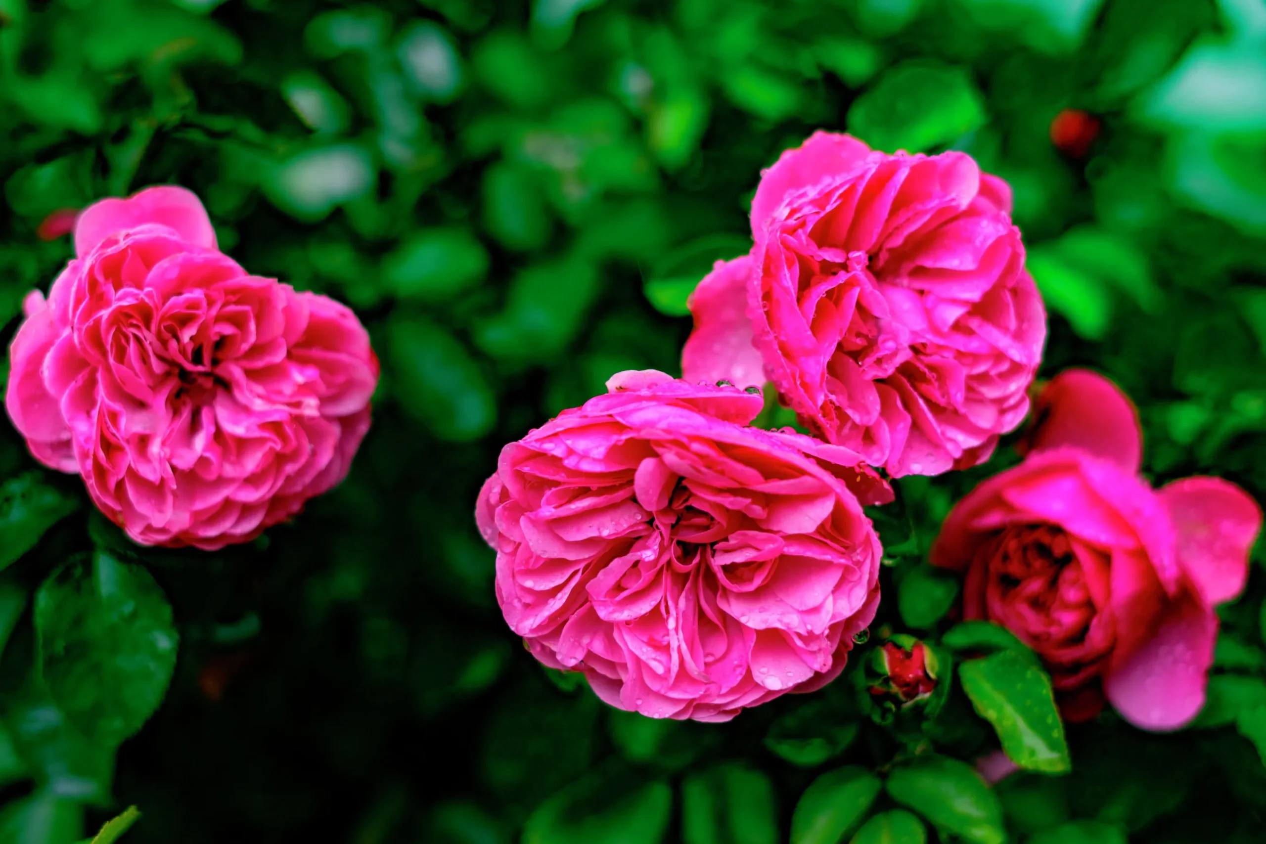 Buskros 'Gertrude Jekyll' 'Ausbord' Barrotad>Omnia garden New