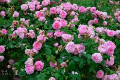 Buskros 'Gertrude Jekyll' 'Ausbord' Barrotad><noscript><img width=