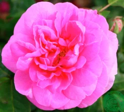 Buskros 'Gertrude Jekyll' 'Ausbord' Barrotad><noscript><img width=