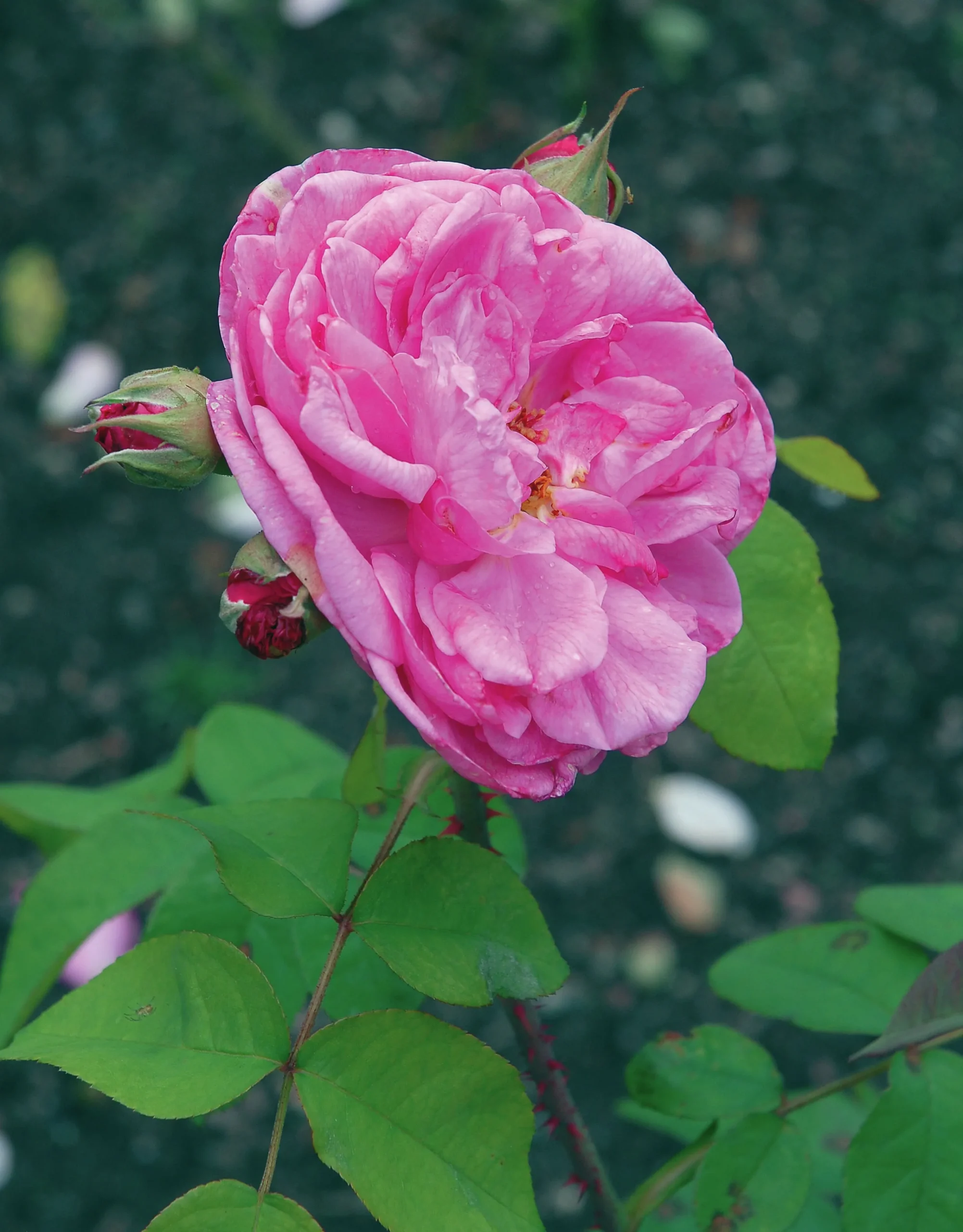Buskros 'Gertrude Jekyll' 'Ausbord' Barrotad>Omnia garden New