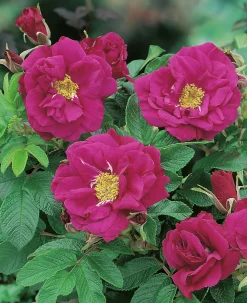 Buskros 'Hansa' Barrotad><noscript><img width=