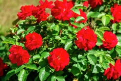 Buskros 'Hansaland' 'Korhossi' Barrotad>Omnia garden Clearance