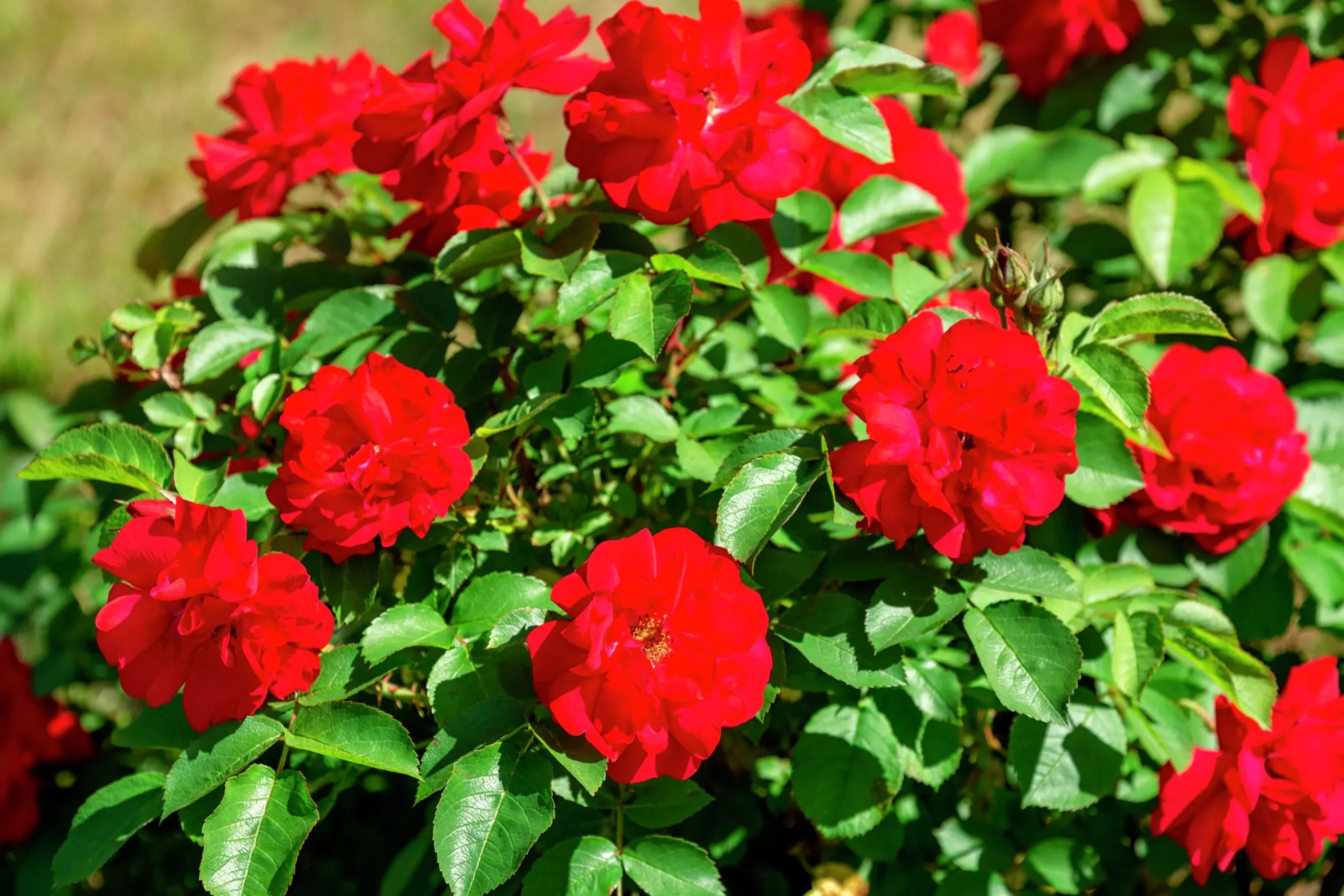 Buskros 'Hansaland' 'Korhossi' Barrotad>Omnia garden Clearance