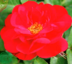 Buskros 'Hansaland' 'Korhossi' Barrotad><noscript><img width=