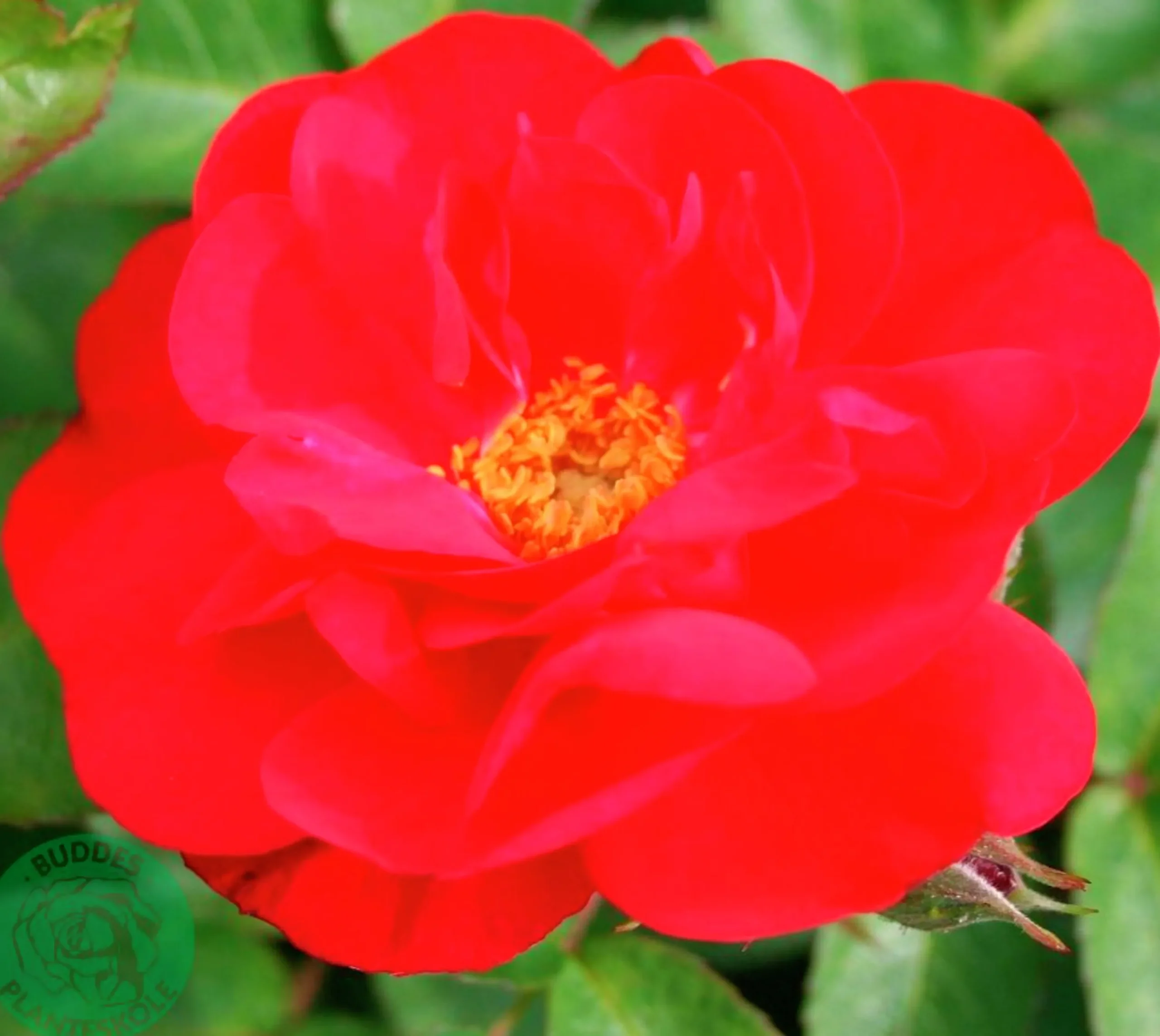 Buskros 'Hansaland' 'Korhossi' Barrotad>Omnia garden Clearance