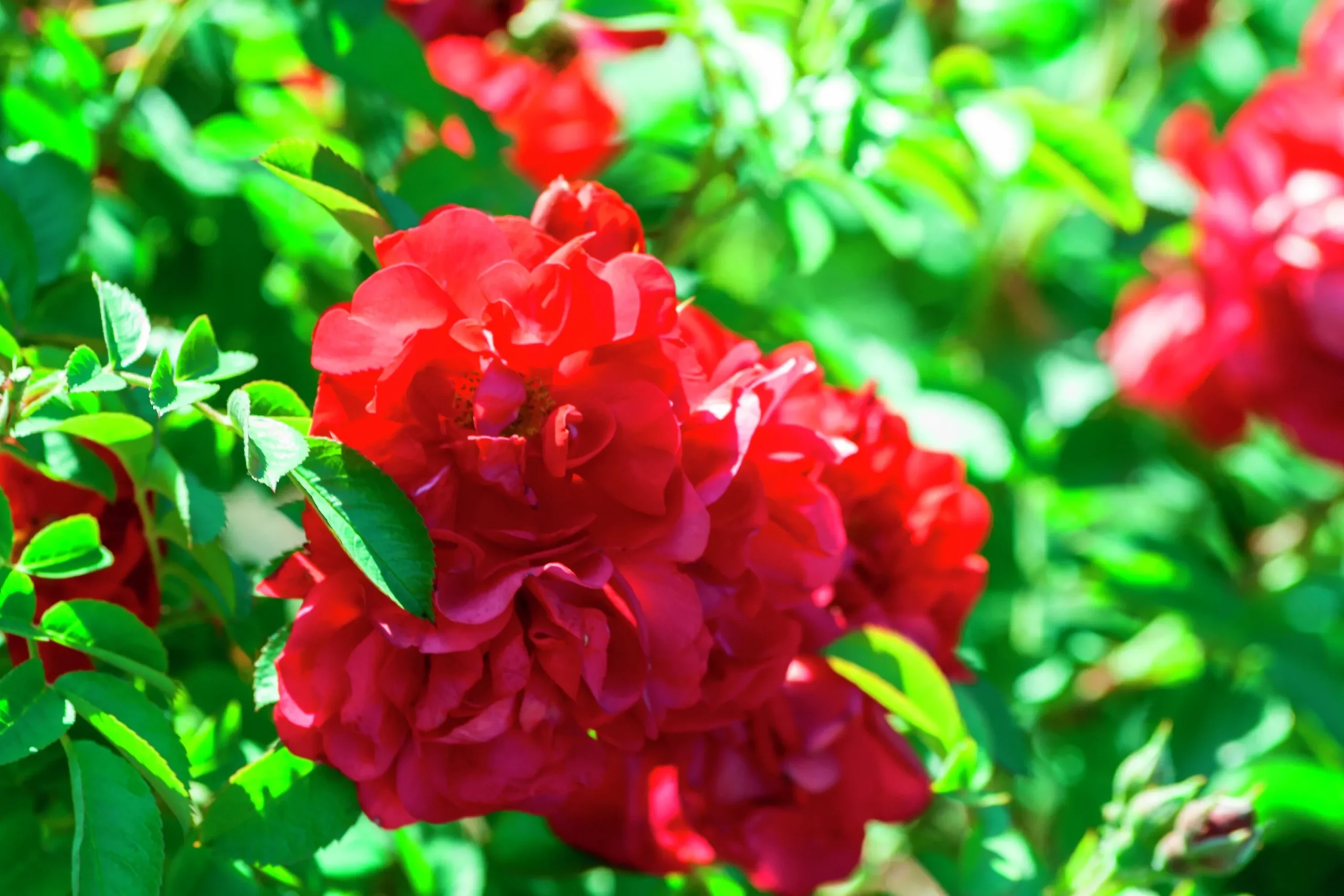 Buskros 'Hansaland' 'Korhossi' Barrotad>Omnia garden Clearance