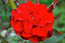 Buskros 'Isabel Renaissance' 'Poulisab' Barrotad>Omnia garden Hot