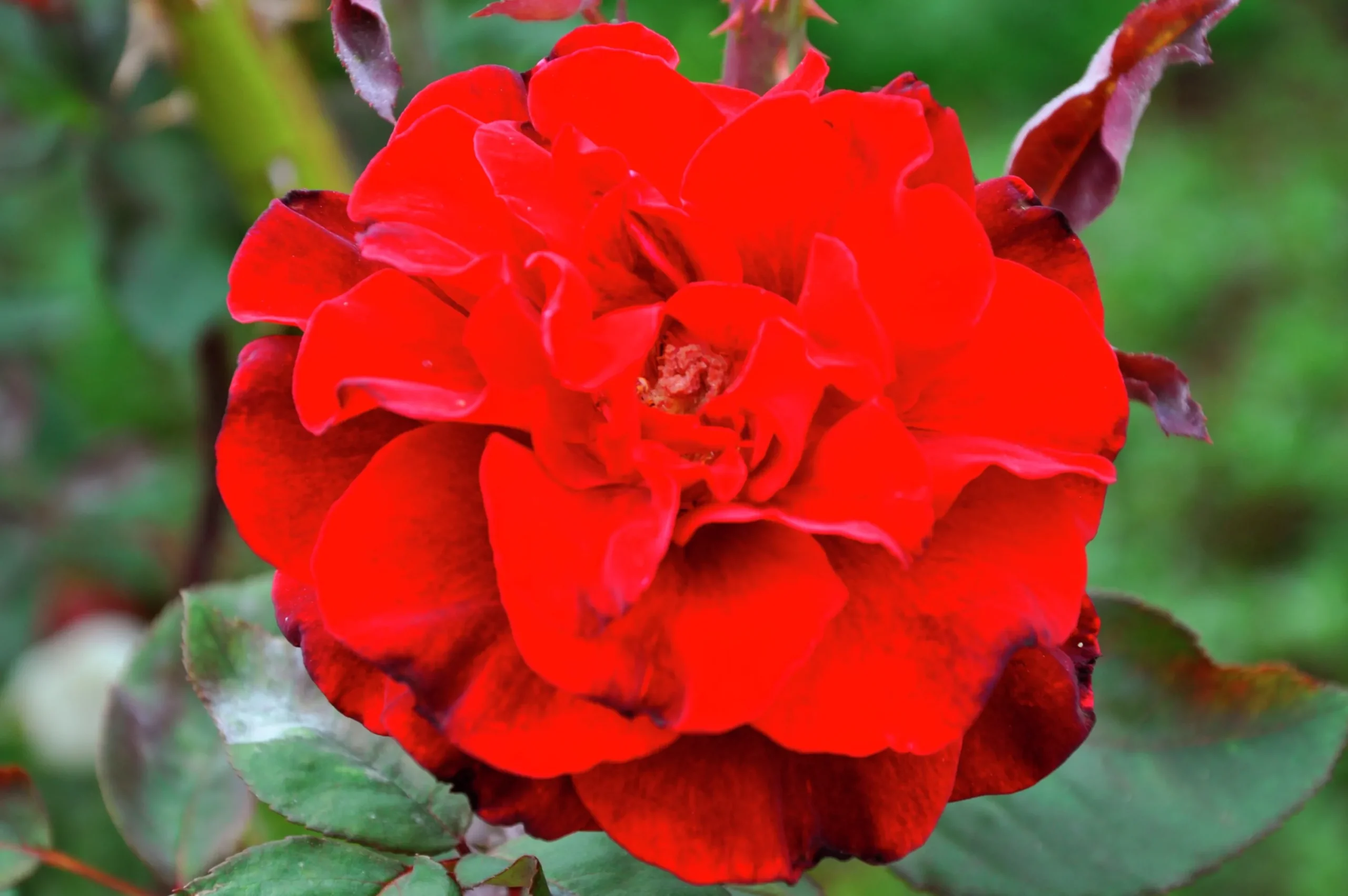 Buskros 'Isabel Renaissance' 'Poulisab' Barrotad>Omnia garden Hot