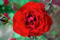Buskros 'Isabel Renaissance' 'Poulisab' Barrotad>Omnia garden Hot
