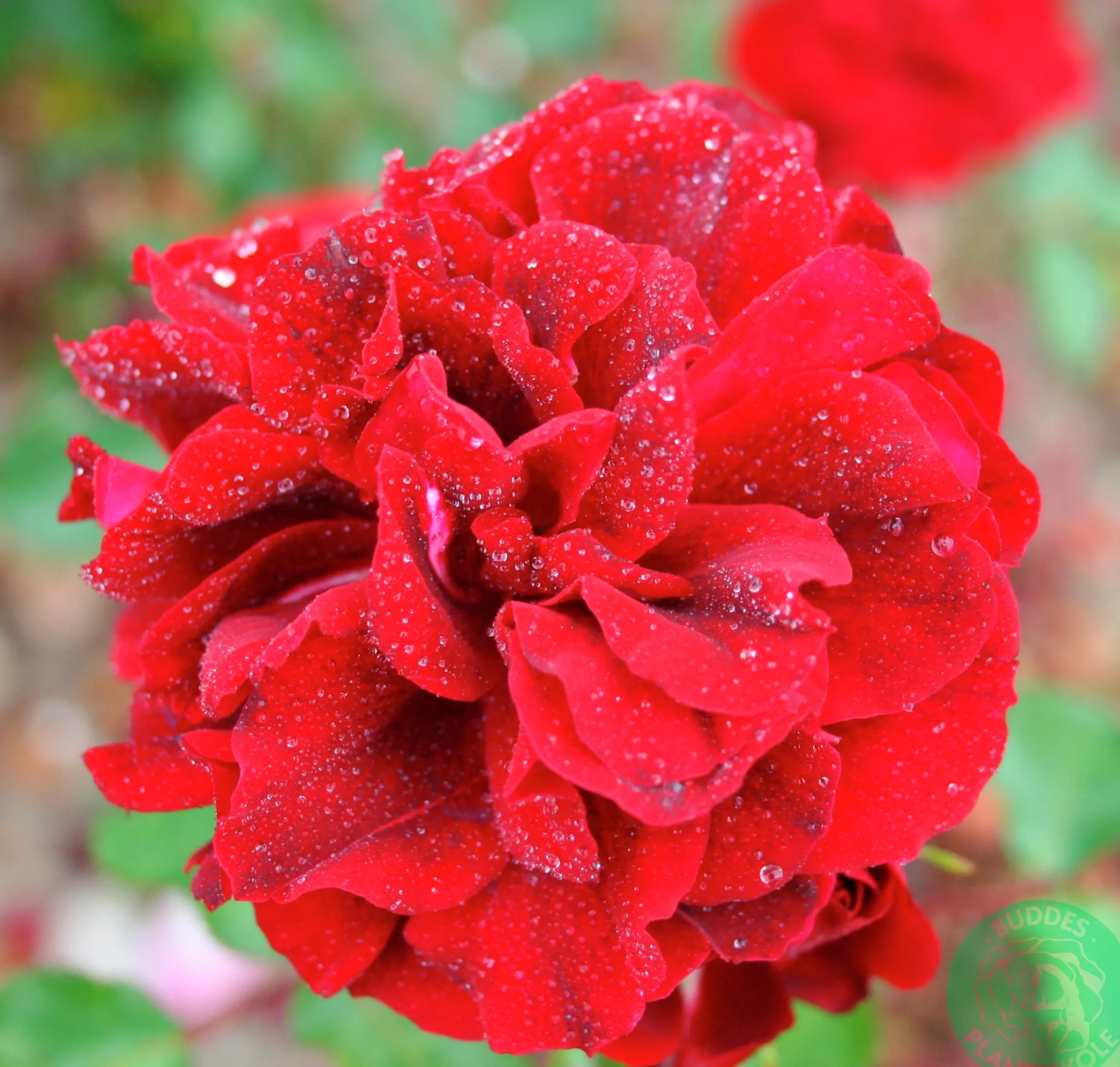 Buskros 'Isabel Renaissance' 'Poulisab' Barrotad>Omnia garden Hot