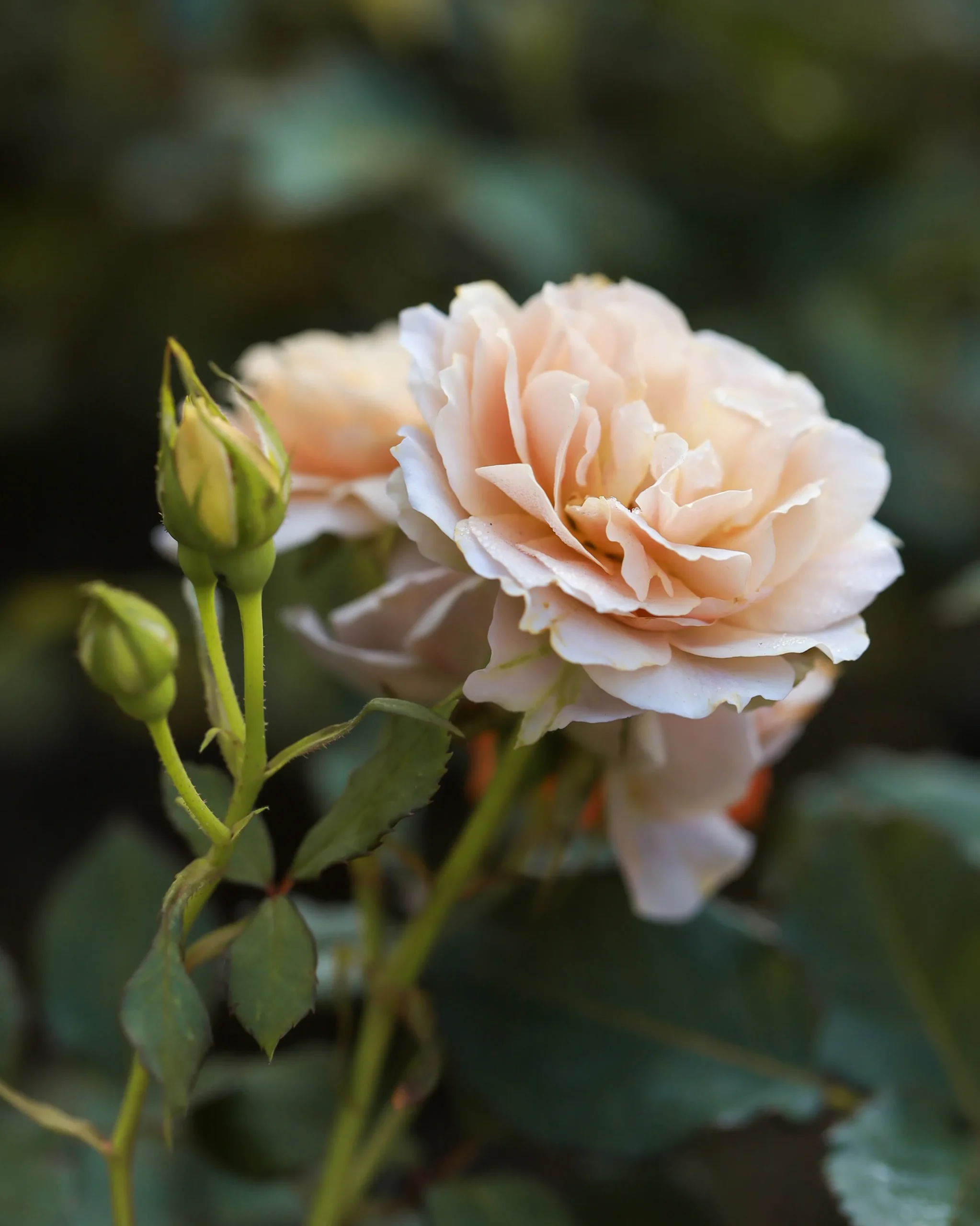 Buskros 'Julia Renaissance' 'Poulheart' Barrotad>Omnia garden Hot