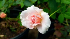 Buskros 'Julia Renaissance' 'Poulheart' Barrotad>Omnia garden Hot