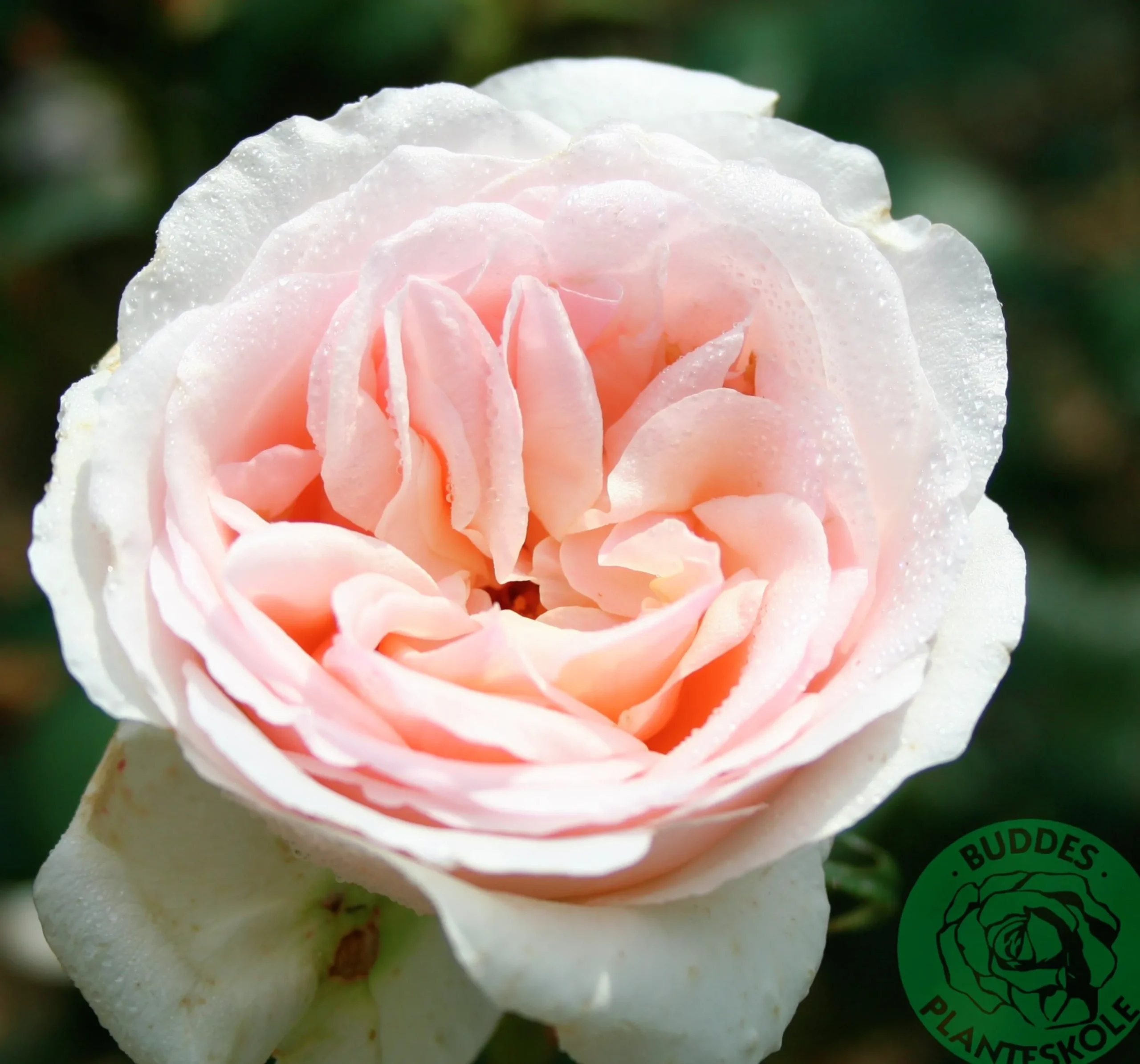 Buskros 'Julia Renaissance' 'Poulheart' Barrotad>Omnia garden Hot