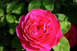 Buskros 'Katherine Renaissance' Barrotad>Omnia garden Outlet