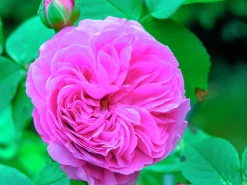 Buskros 'Louis Odier' Barrotad>Omnia garden Discount