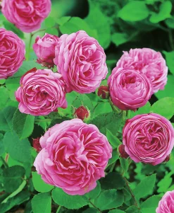 Buskros 'Louis Odier' Barrotad><noscript><img width=