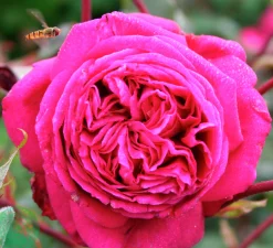 Buskros 'Natalie Renaissance' 'Poulren014' Barrotad>Omnia garden New