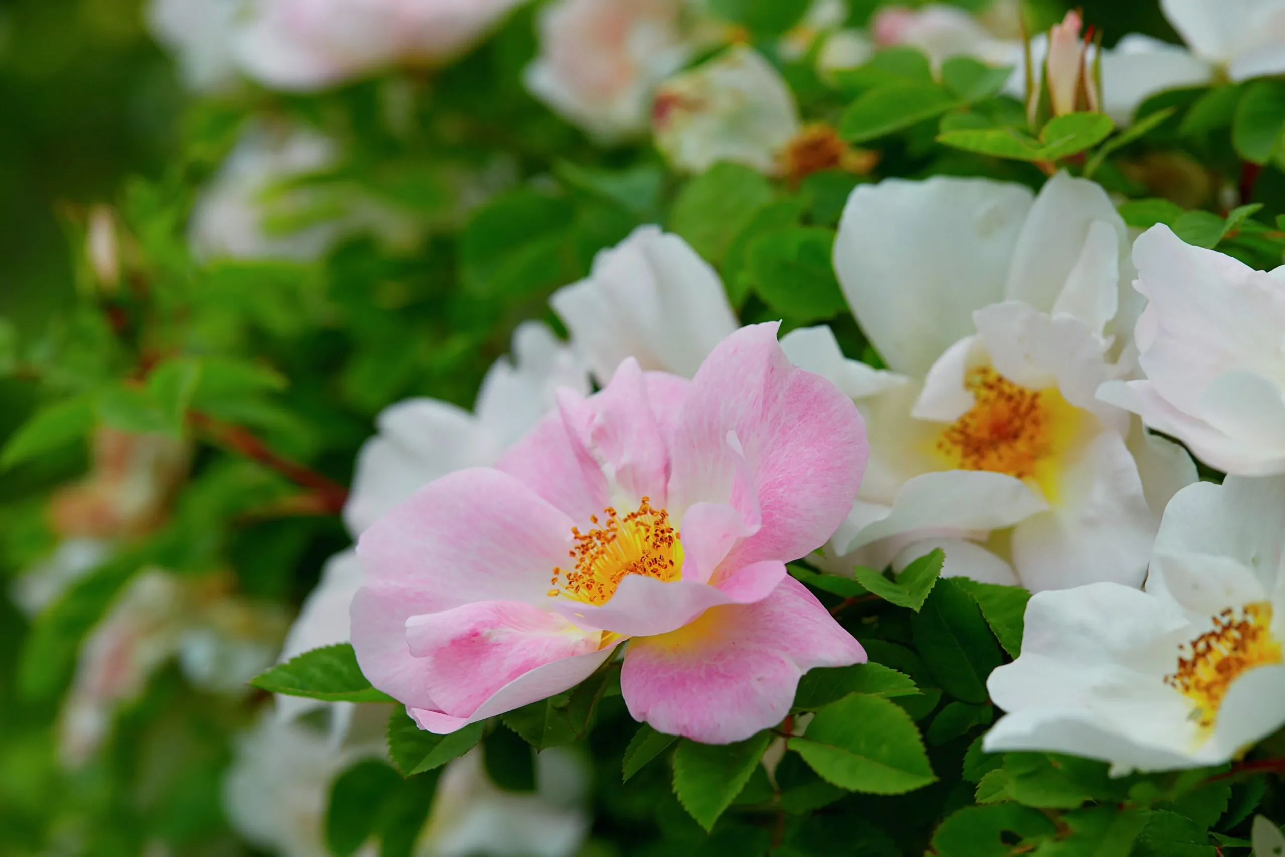 Buskros 'Nevada' Barrotad>Omnia garden Sale