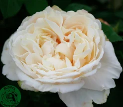 Buskros 'Nina Renaissance' 'Poulren018' Barrotad>Omnia garden New