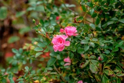 Buskros 'Pink Grootendorst' Barrotad><noscript><img width=