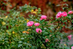 Buskros 'Pink Grootendorst' Barrotad><noscript><img width=