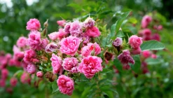 Buskros 'Pink Grootendorst' Barrotad><noscript><img width=