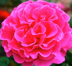 Buskros 'Prinsessa Alexandra Renaissance' 'Pouldra'' Barrotad>Omnia garden Hot
