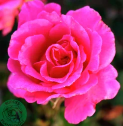 Buskros 'Prinsessa Alexandra Renaissance' 'Pouldra'' Barrotad>Omnia garden Hot