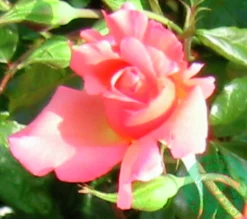 Buskros 'Rosenresli' 'Korresli' Barrotad>Omnia garden