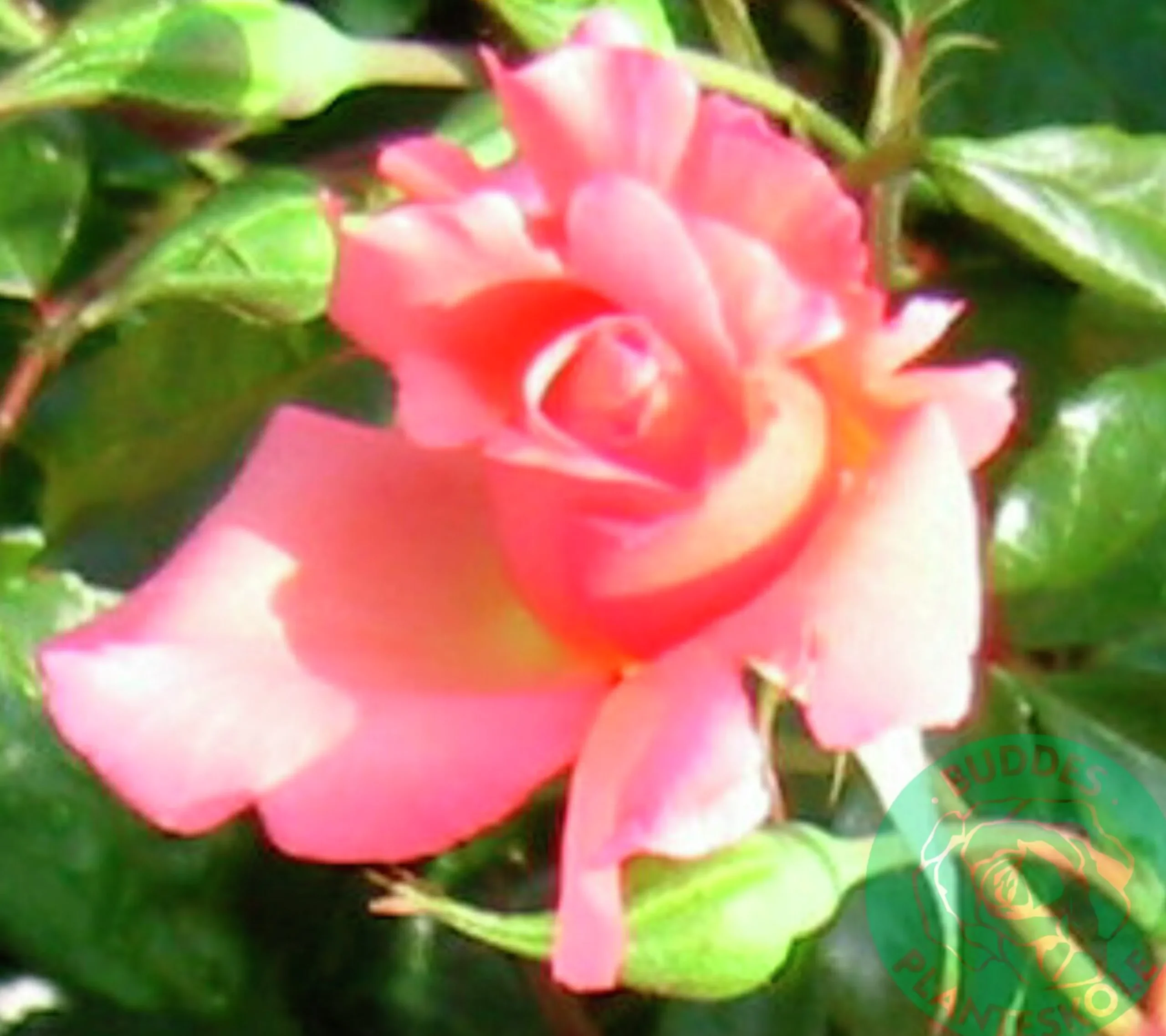 Buskros 'Rosenresli' 'Korresli' Barrotad>Omnia garden