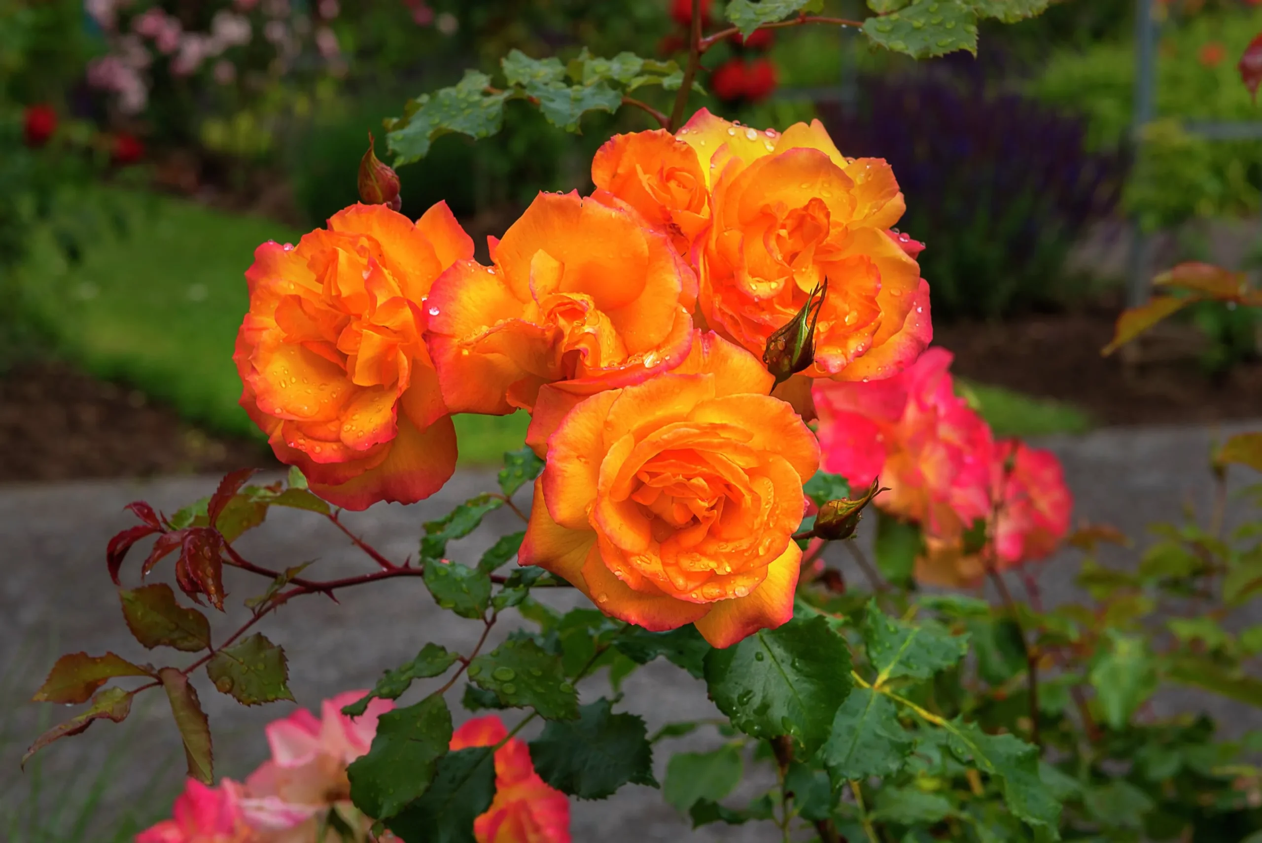 Buskros 'Sahara' 'Tanarasah' Barrotad>Omnia garden Online