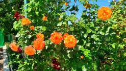 Buskros 'Sahara' 'Tanarasah' Barrotad>Omnia garden Online
