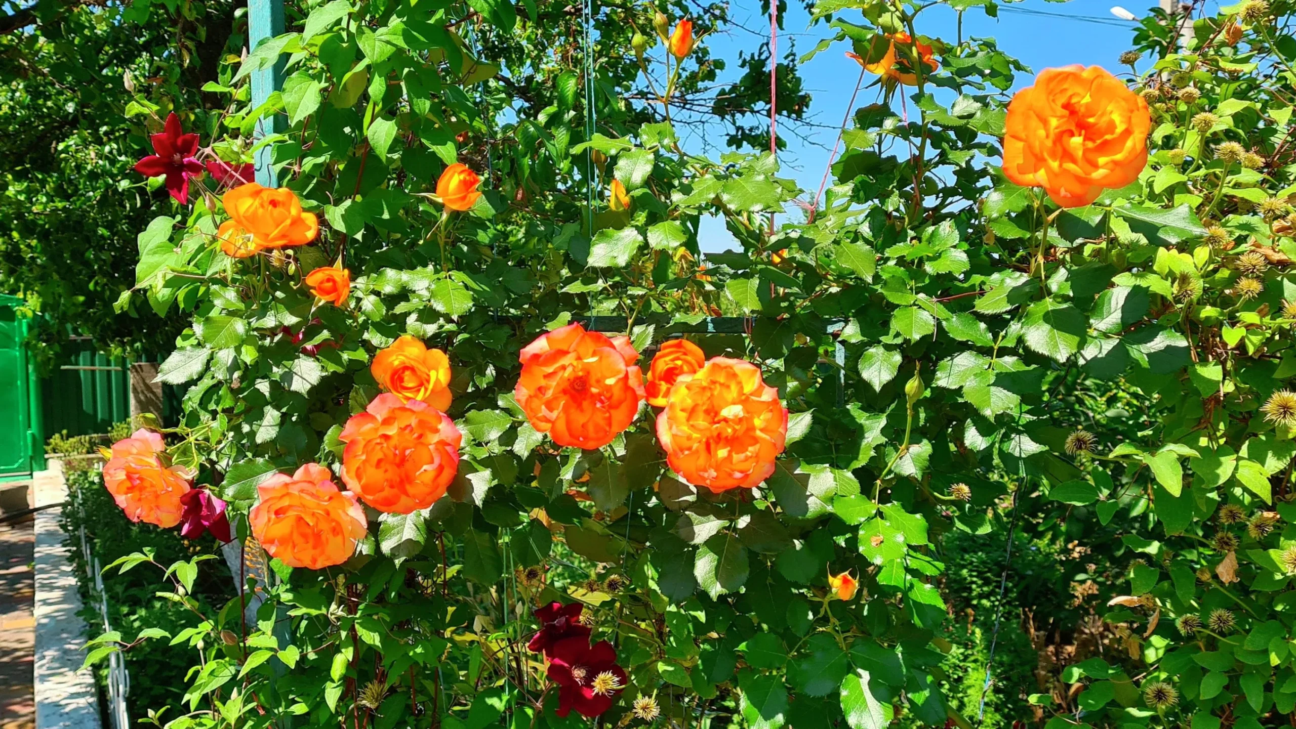 Buskros 'Sahara' 'Tanarasah' Barrotad>Omnia garden Online