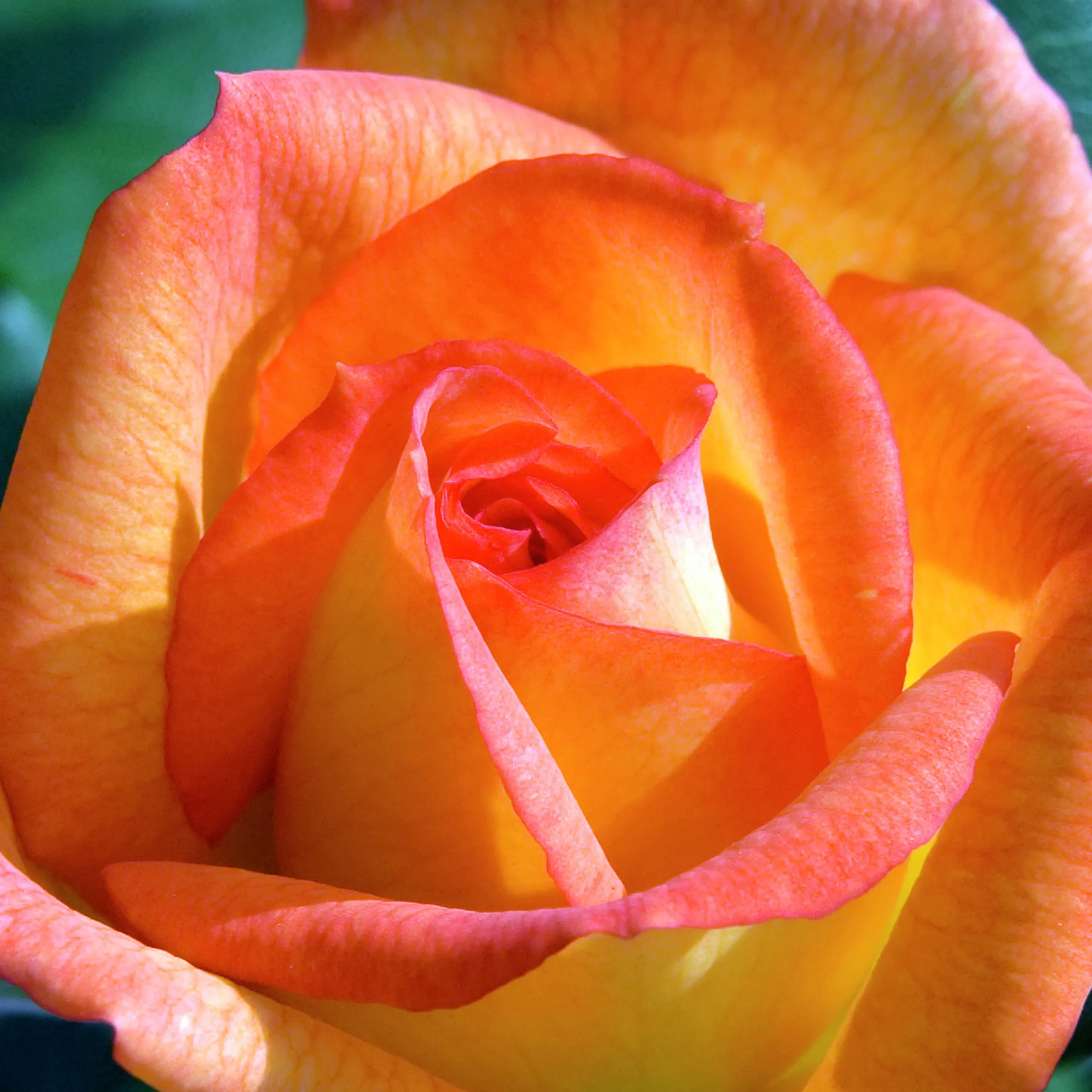 Buskros 'Sahara' 'Tanarasah' Barrotad>Omnia garden Online