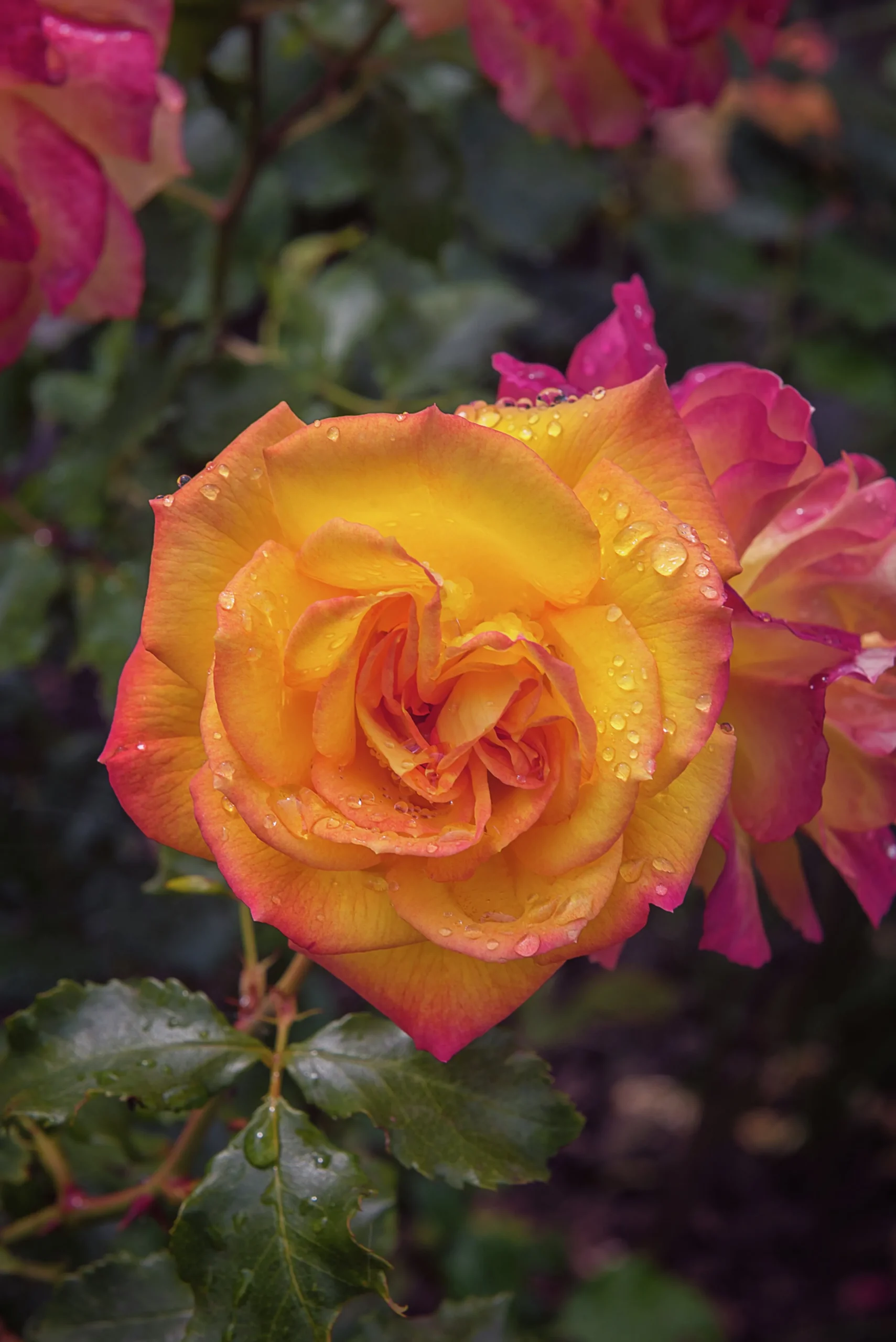 Buskros 'Sahara' 'Tanarasah' Barrotad>Omnia garden Online