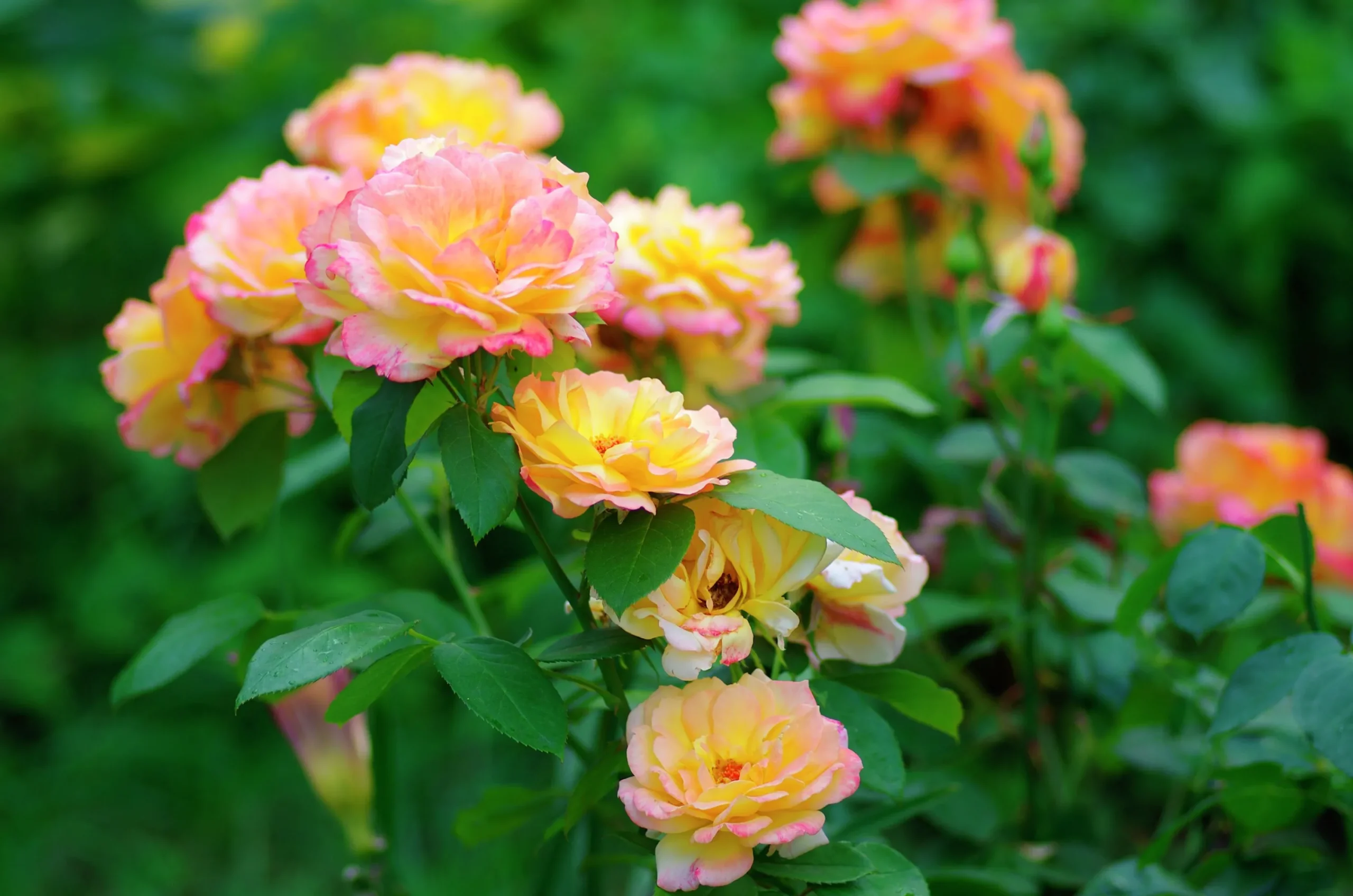 Buskros 'Sahara' 'Tanarasah' Barrotad>Omnia garden Online