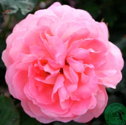 Buskros 'Sissel Renaissance' 'Poulen012' Barrotad>Omnia garden Clearance
