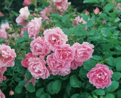 Buskros 'Sommerwind' 'Korlanum' Barrotad>Omnia garden Sale