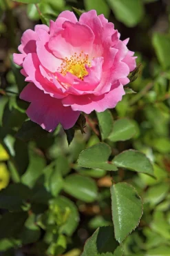 Buskros 'Sommerwind' 'Korlanum' Barrotad><noscript><img width=