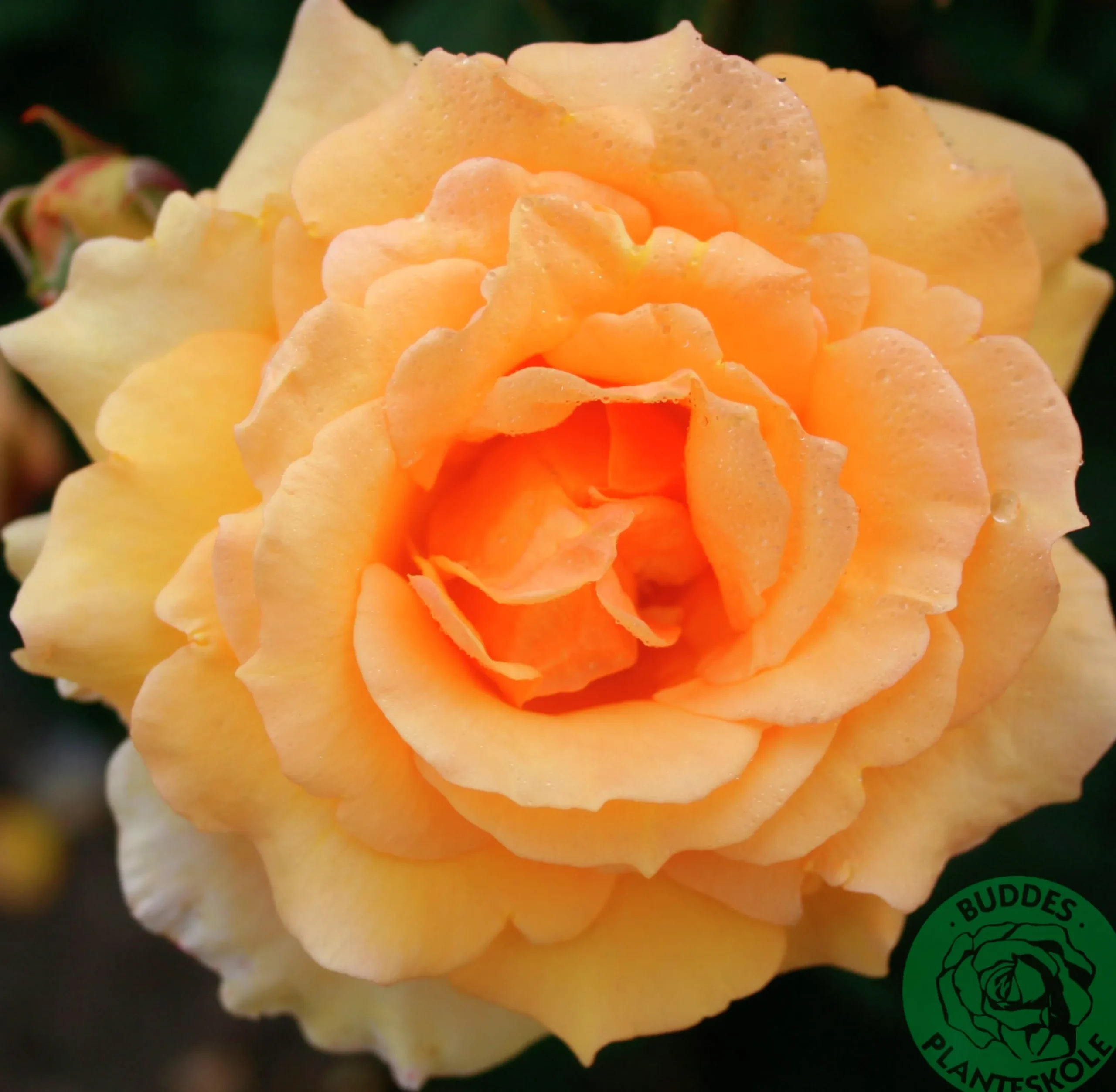 Buskros 'Sophia Renaissance' 'Poulsolo' Barrotad>Omnia garden Discount