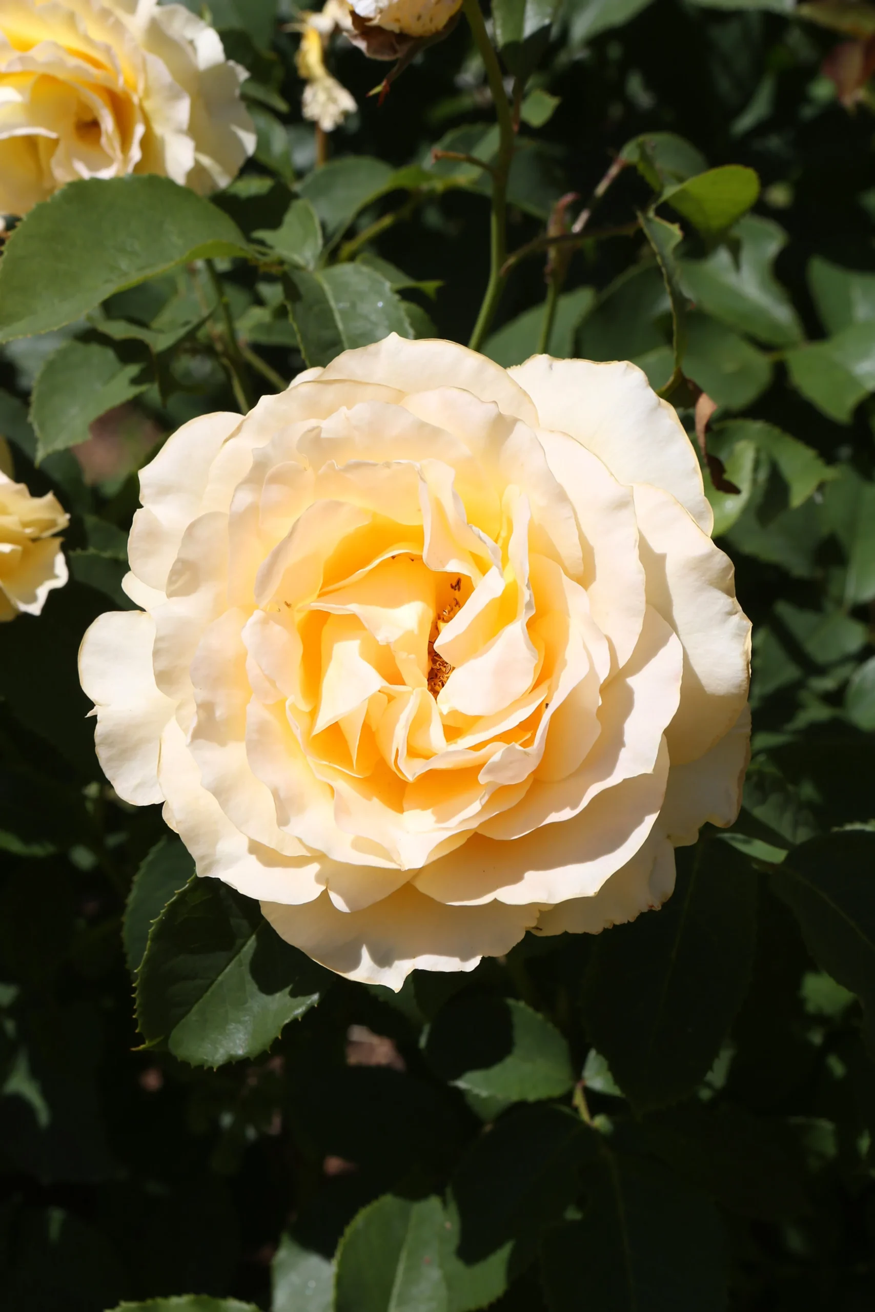 Buskros 'Sophia Renaissance' 'Poulsolo' Barrotad>Omnia garden Discount