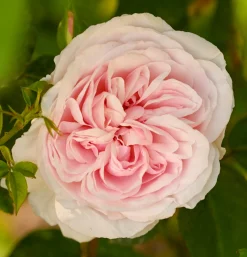 Buskros 'Souvenir de la Malmasion' Barrotad>Omnia garden New