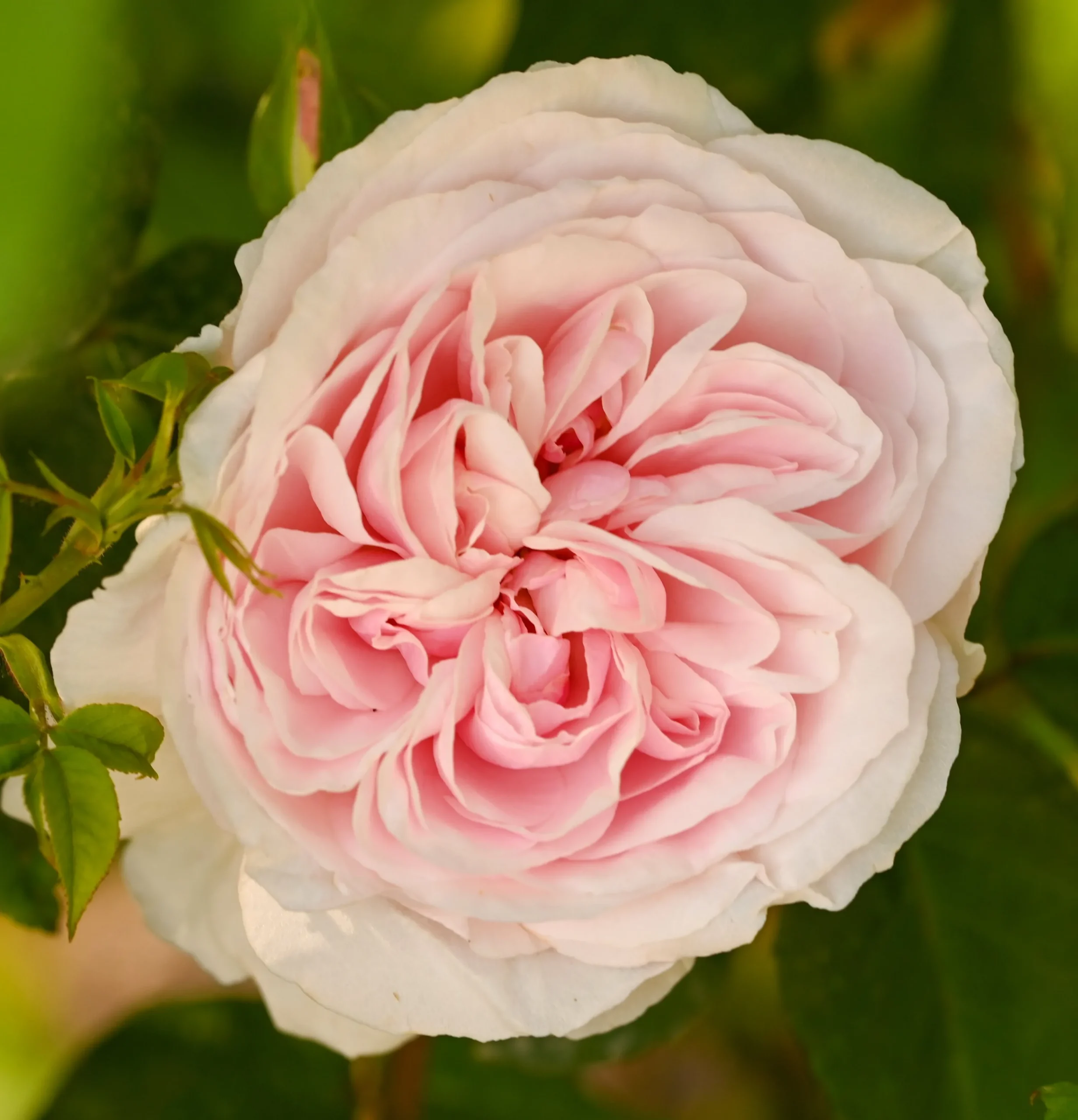 Buskros 'Souvenir de la Malmasion' Barrotad>Omnia garden New