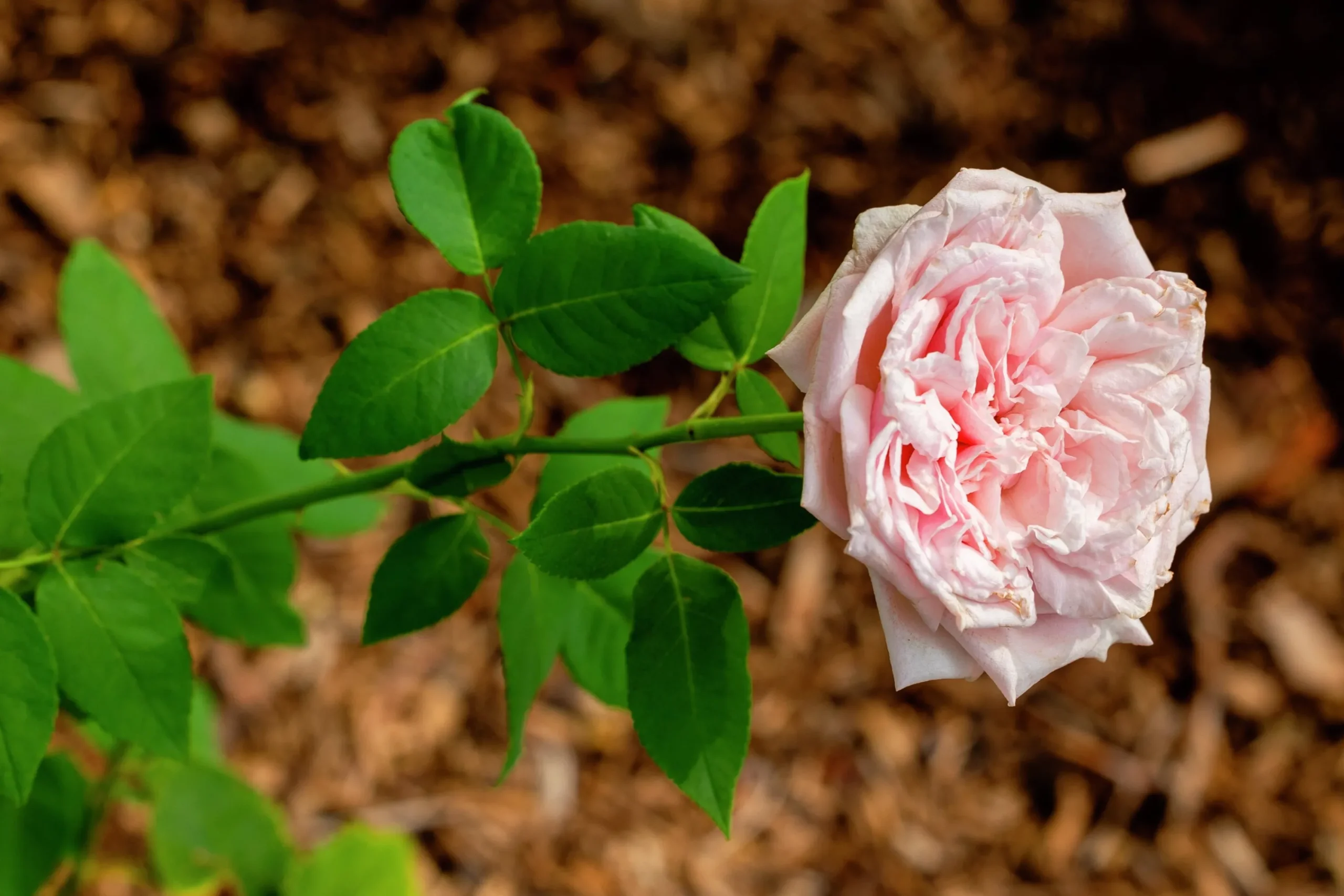 Buskros 'Souvenir de la Malmasion' Barrotad>Omnia garden New