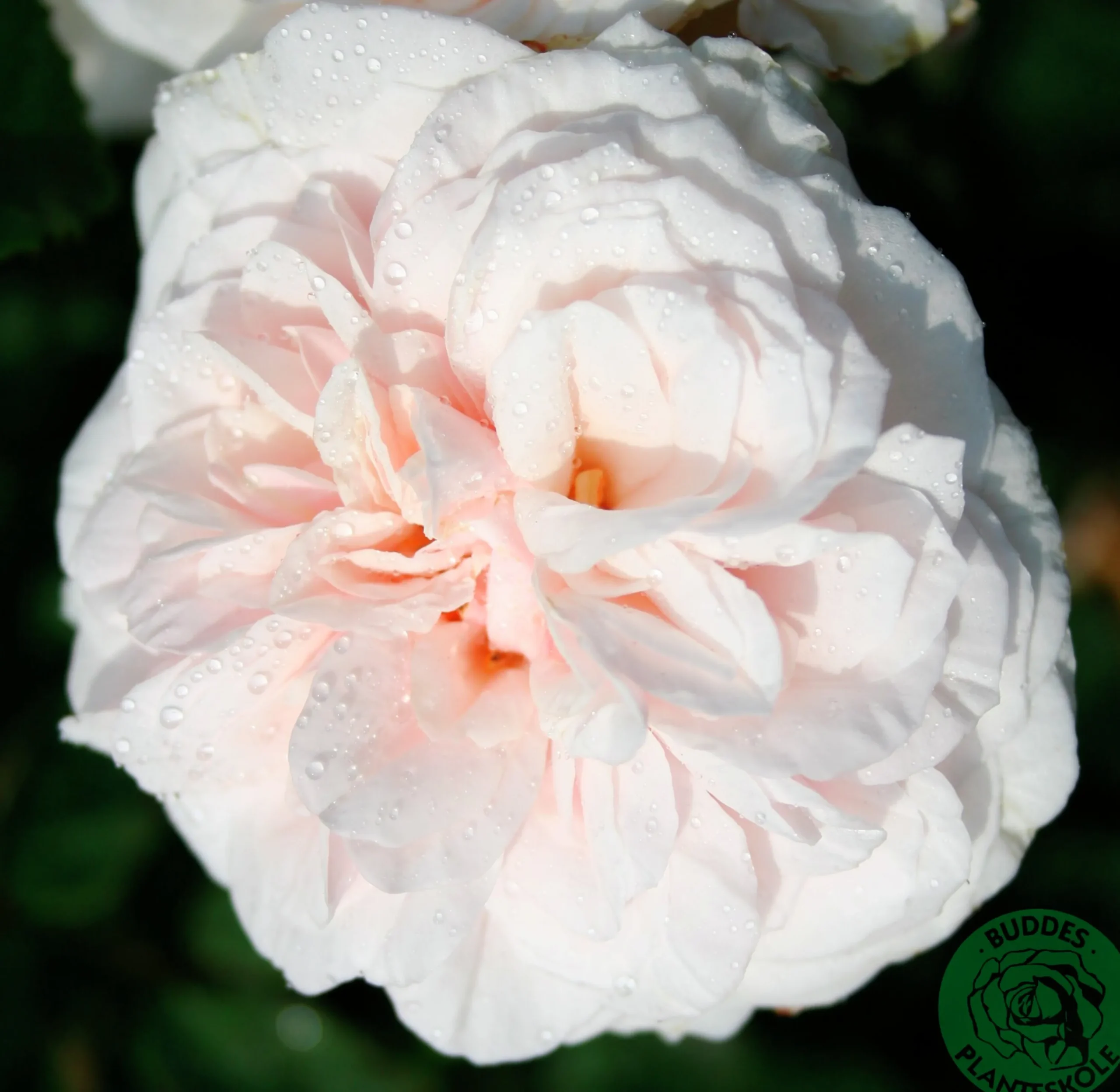 Buskros 'Souvenir de la Malmasion' Barrotad>Omnia garden New