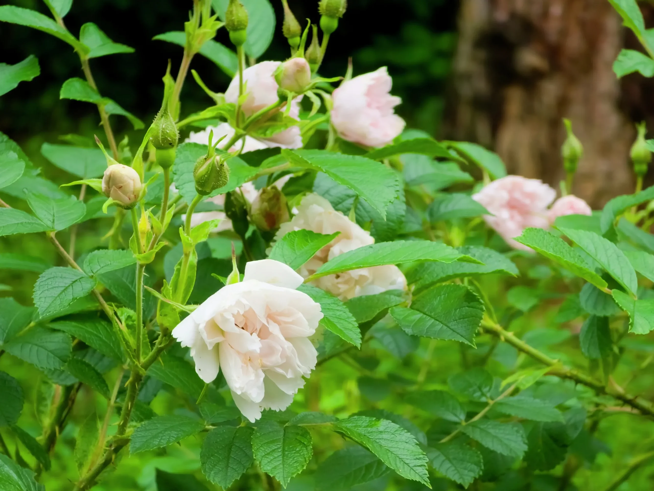 Buskros 'White Grootendorst' Barrotad>Omnia garden Outlet