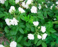 Buskros 'White Grootendorst' Barrotad><noscript><img width=