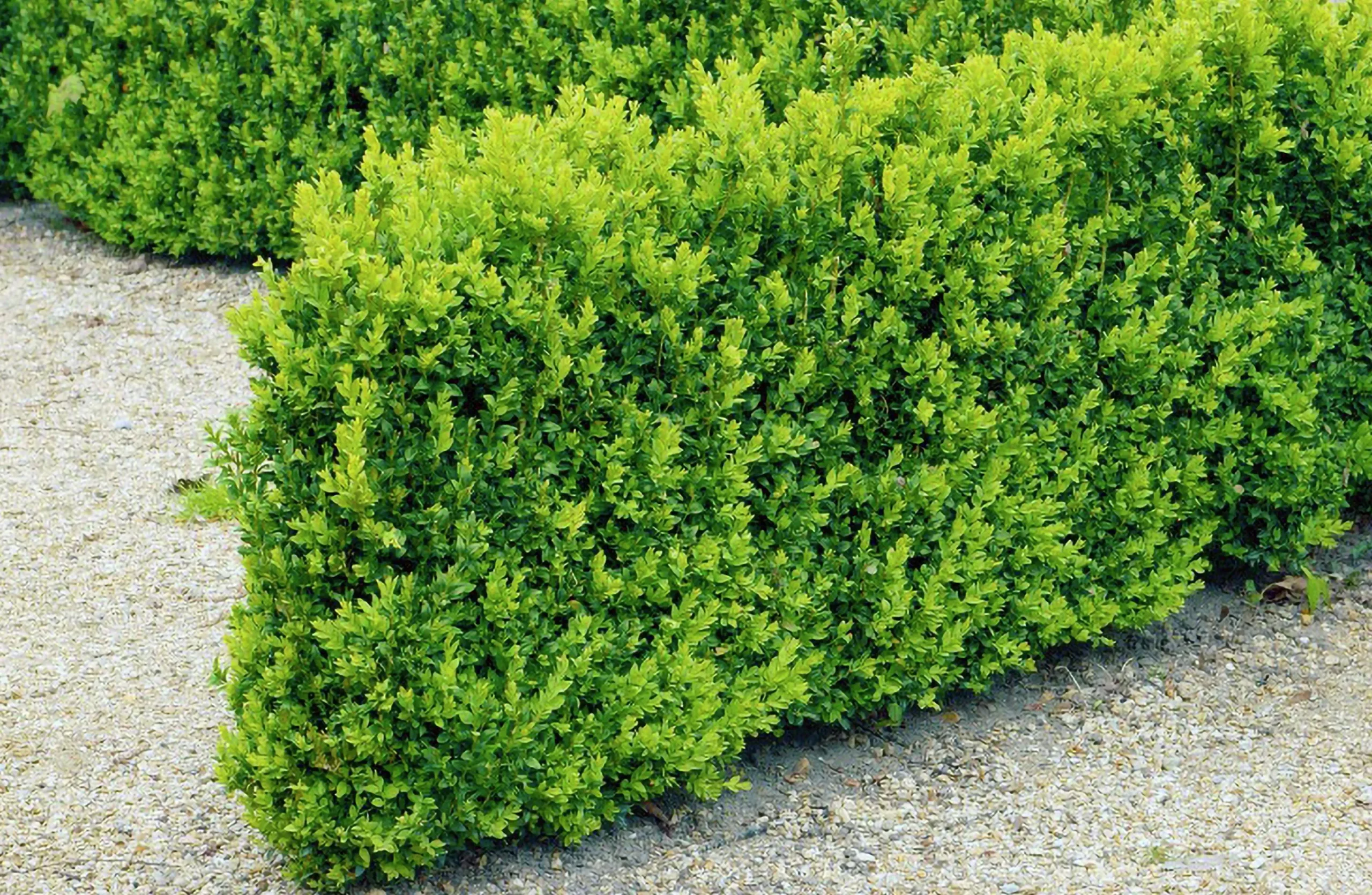 Buxbom 10-15cm>Omnia garden